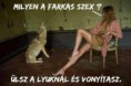 /album/fenykepgaleria/falka-2-jpg/